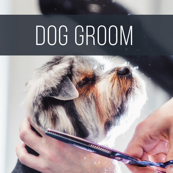 doggroom - Dog Groom