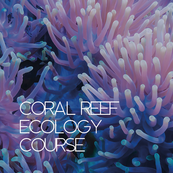 Coral Reef Ecology Course - April 2026